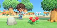 How To Grow Black Roses In Animal Crossing New Horizons