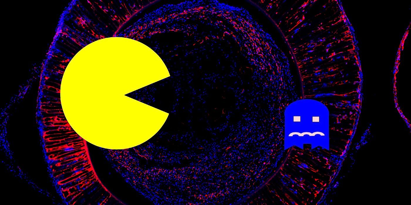 pac man fight pac man fight